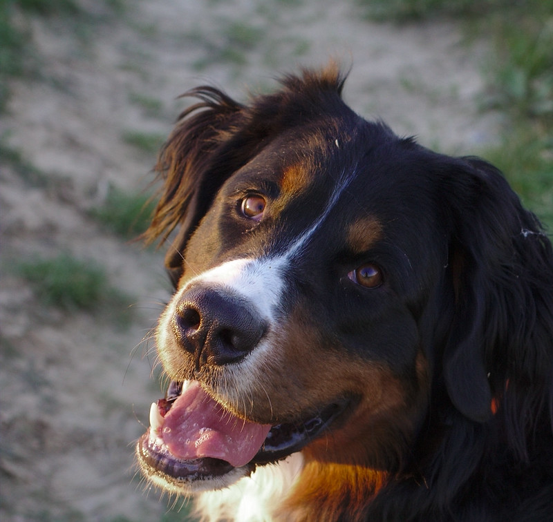 Bernese Mountain Looking at the Camera
