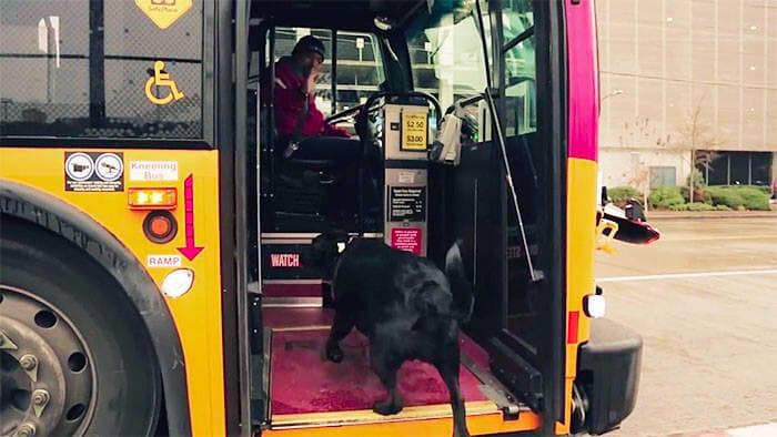 Dog Getting On The Bus