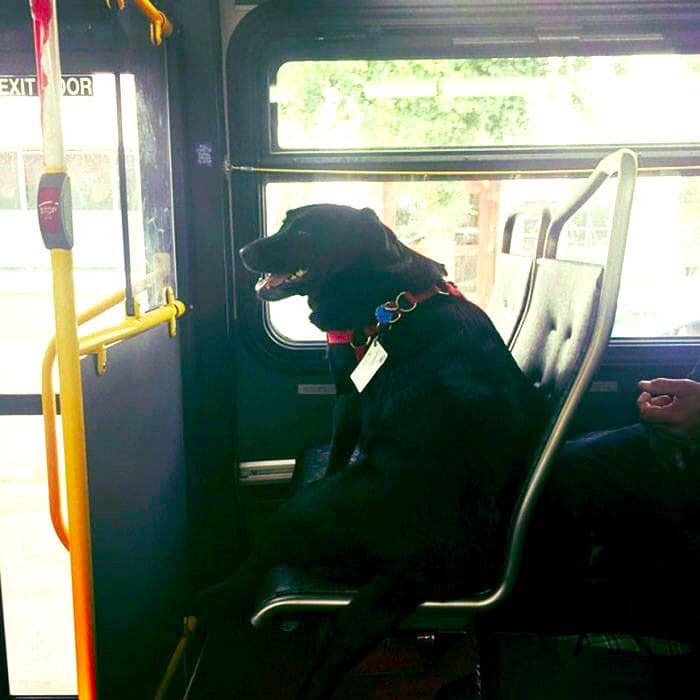 Dog Riding The Bus