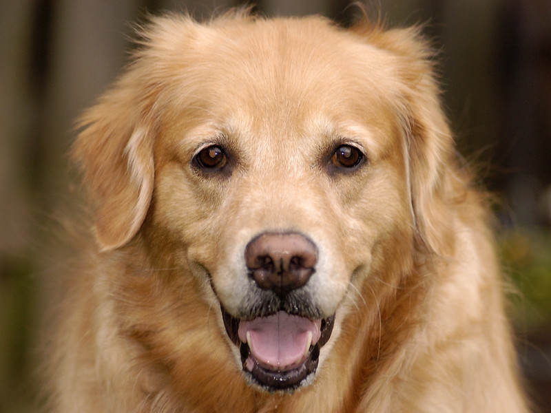 Golden Retriever Looking at The Camera