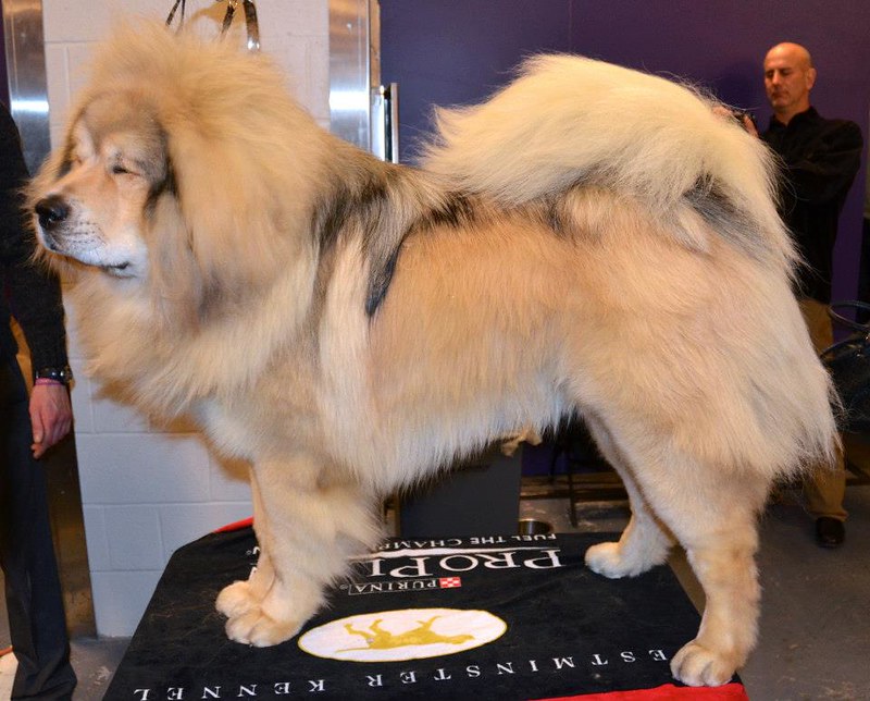 Tibetan Mastiff Show Dog