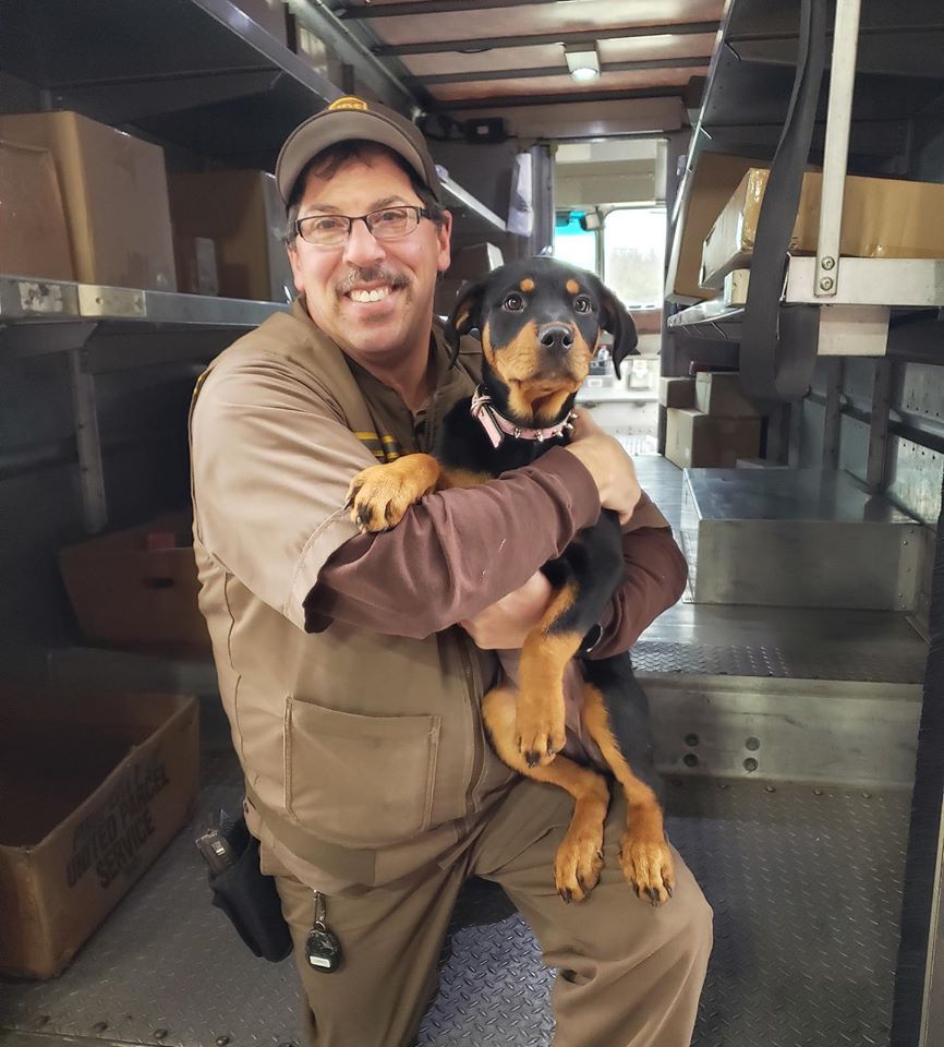 Rottweiler Puppy With UPS Driver