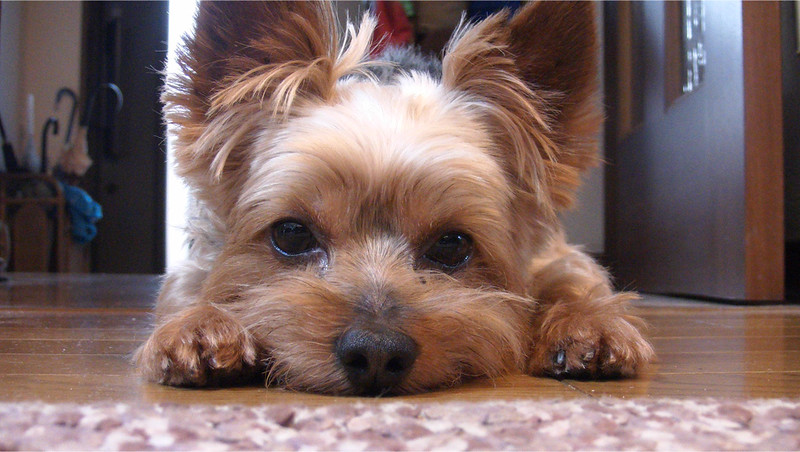 Yorkshire Terrier Looking at the Camera