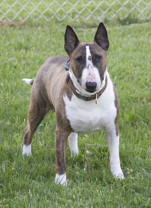 Bull Terrier Looking at The Camera