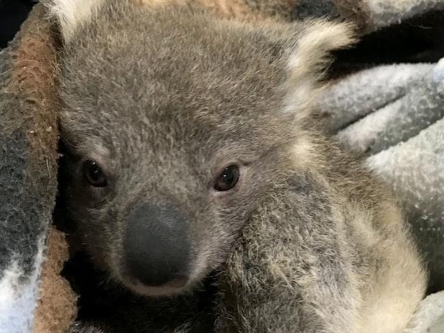 Golden Retriever Saves Baby Koala - Koala Looking at The Camera