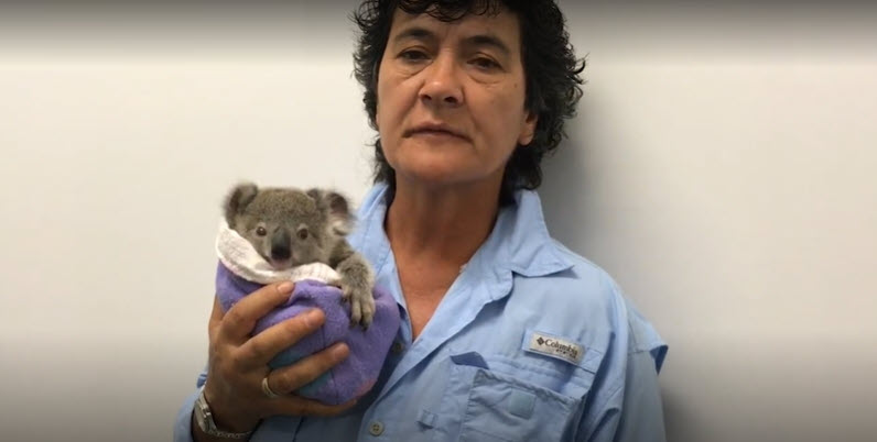 Golden Retriever Takes Care of Baby Koala - Lady Holding Baby Koala