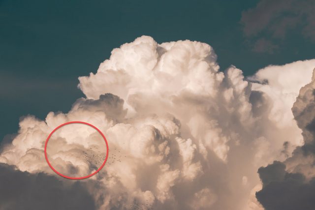 strange dog signs in the sky