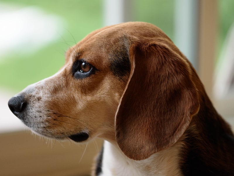 Beagle  Emotional Support