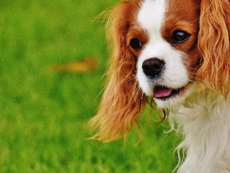 Cavalier King Charles Spaniel Dog Breed For Support