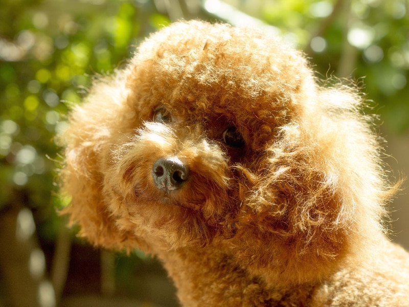 Poodles Good For Passionate  Support Canine Breeds